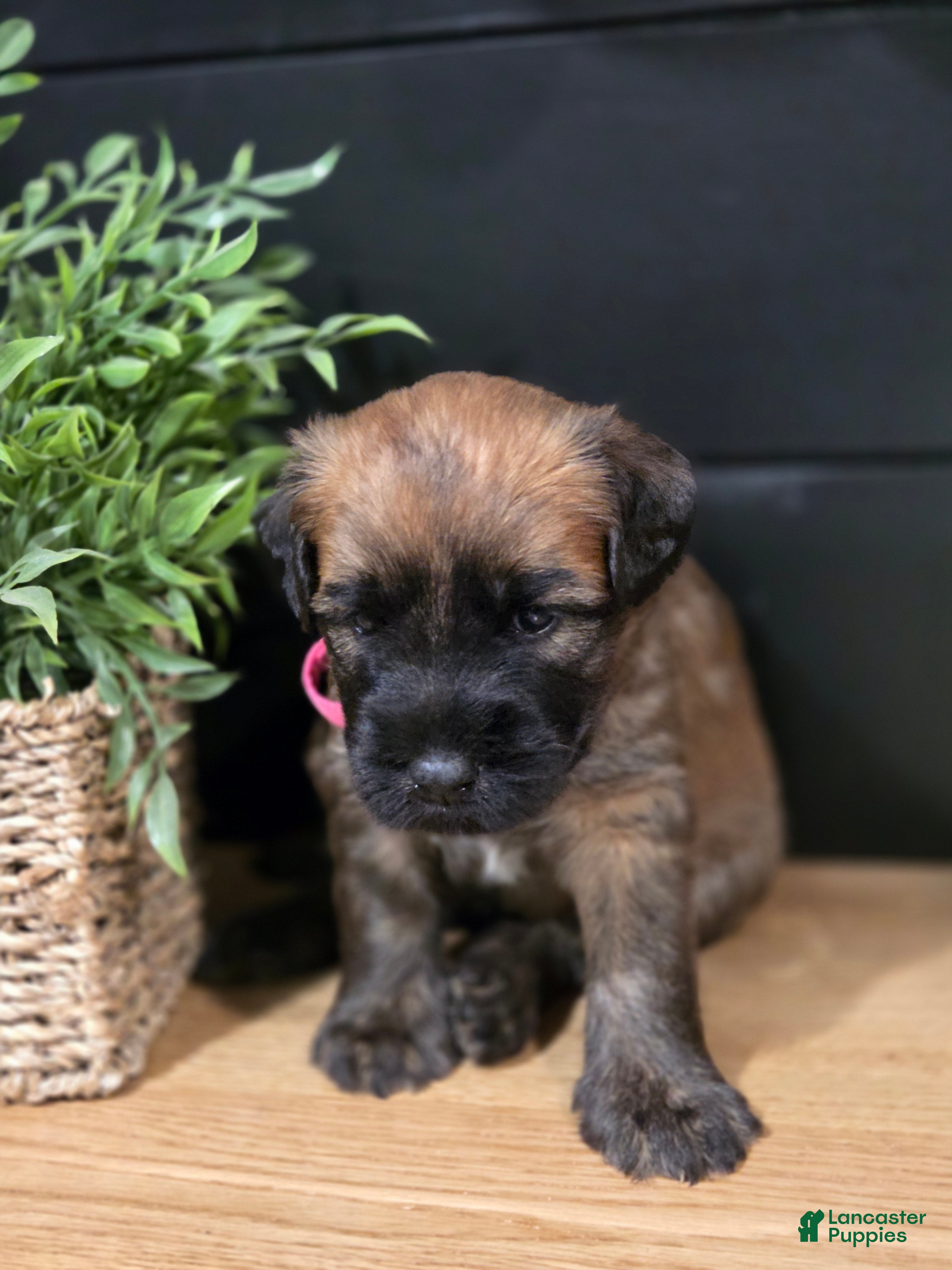 Soft Coated Wheaten Terrier dogs Gracey - Ad 1