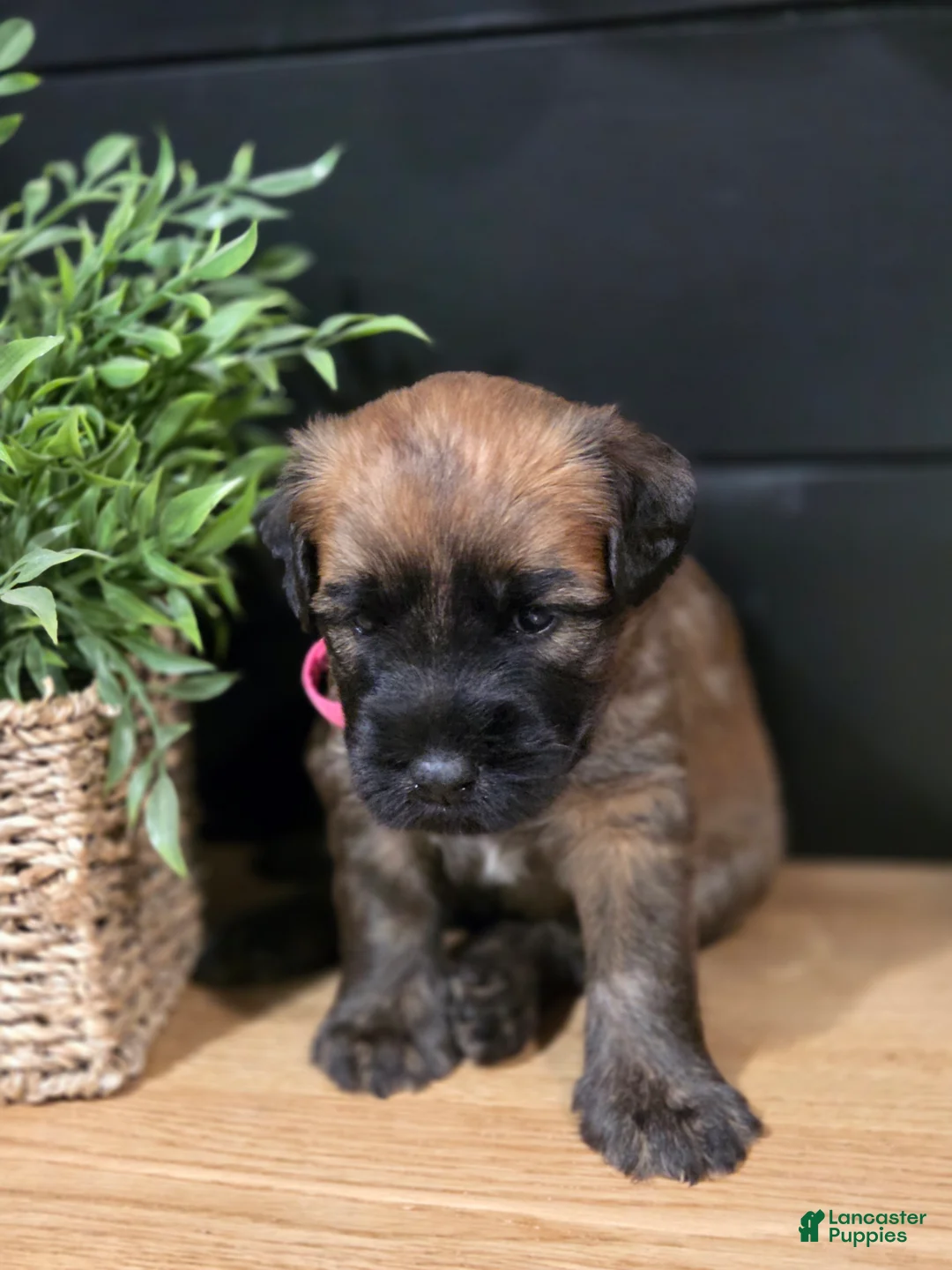 Soft Coated Wheaten Terrier dogs for sale: Gracey - Ad 1