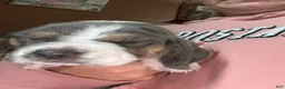 Basset Hound dogs for sale: Blue and white 2-green collar - Ad 3