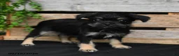Mixed Breed dogs for sale: Bruno - Ad 3