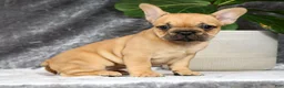 French Bulldog dogs for sale: Bethany - Ad 3