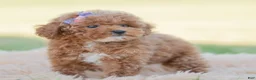 Toy Poodle dogs for sale: Krymsun - Ad 8