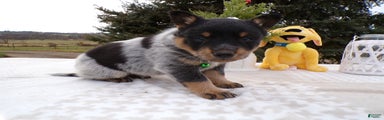 Australian Cattle Dog Puppy 5 Mercury