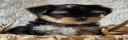 Morkie dogs for sale: Rosco - Ad 3