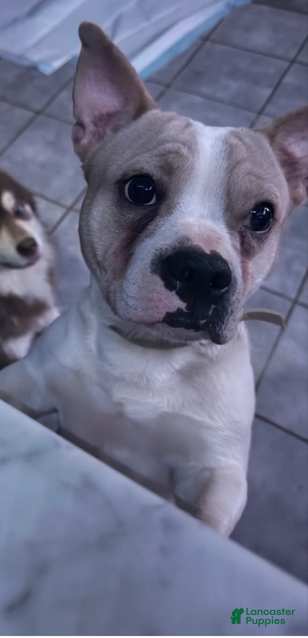 Mixed Breed dogs for sale: Mixed Breed Puppy 1 - Ad 2