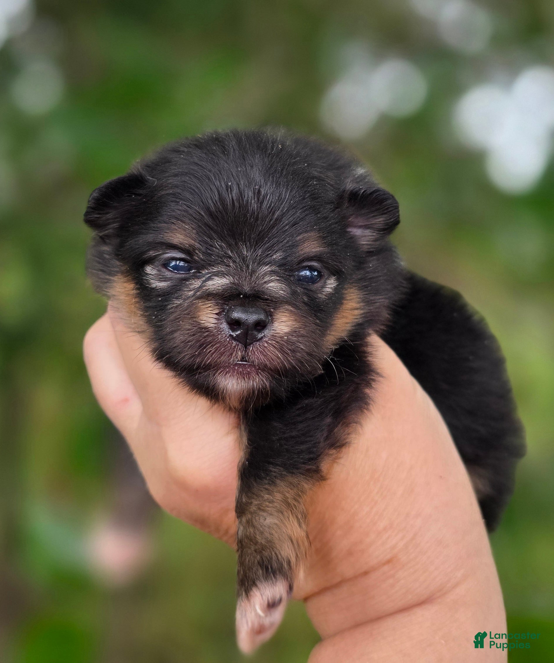 Pomeranian dogs Pomeranian Puppy 1 - Ad 1