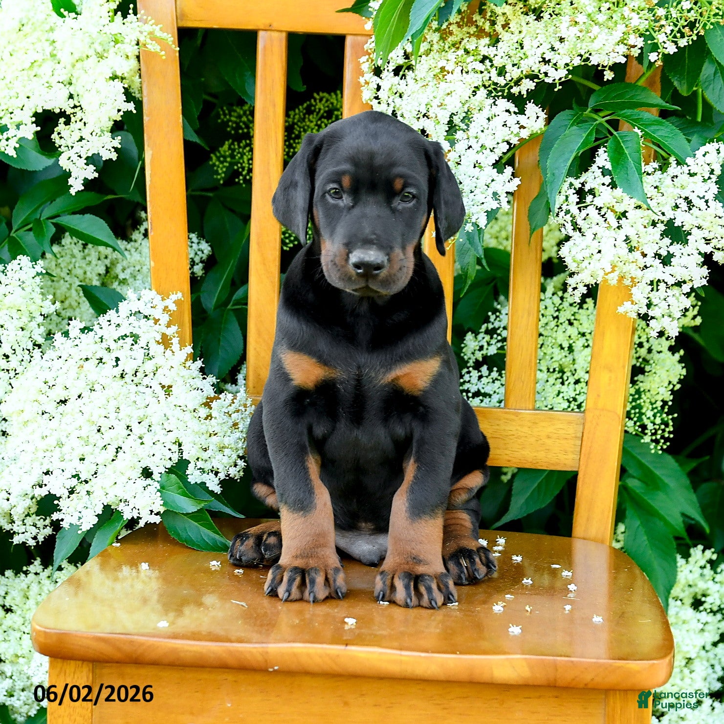 Doberman Pinscher dogs for sale: Lance  - Ad 4
