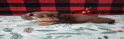 Miniature Dachshund dogs for sale: Sweetheart - Ad 4