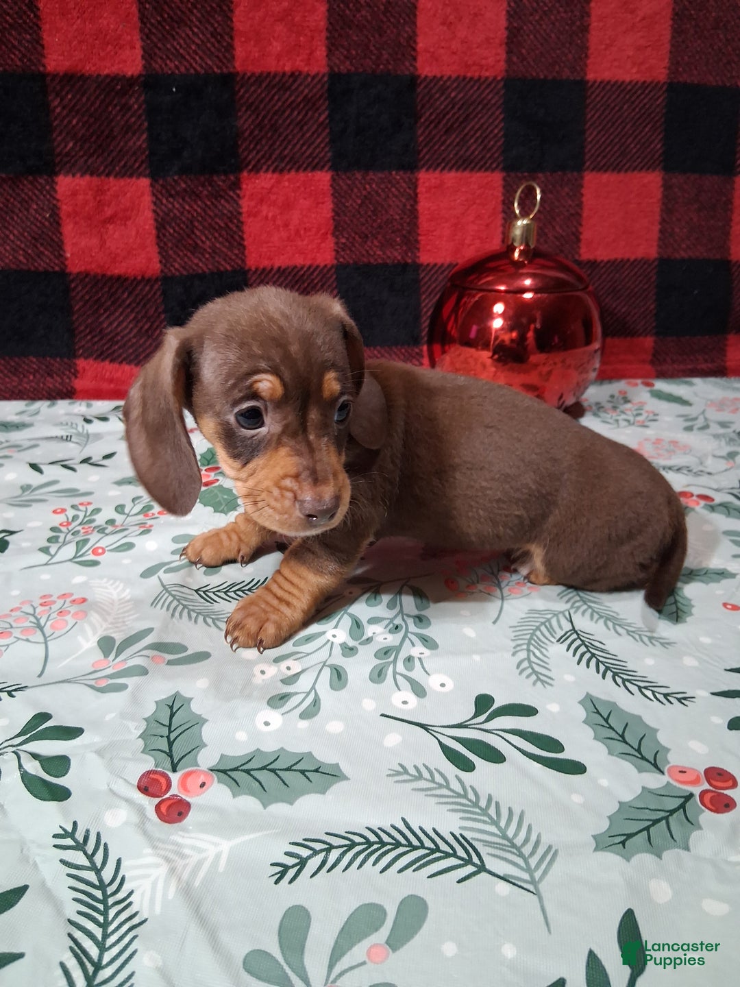 Miniature Dachshund dogs for sale: Sweetheart - Ad 4