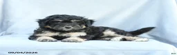 Mini Bernedoodle dogs for sale: Max - Ad 4