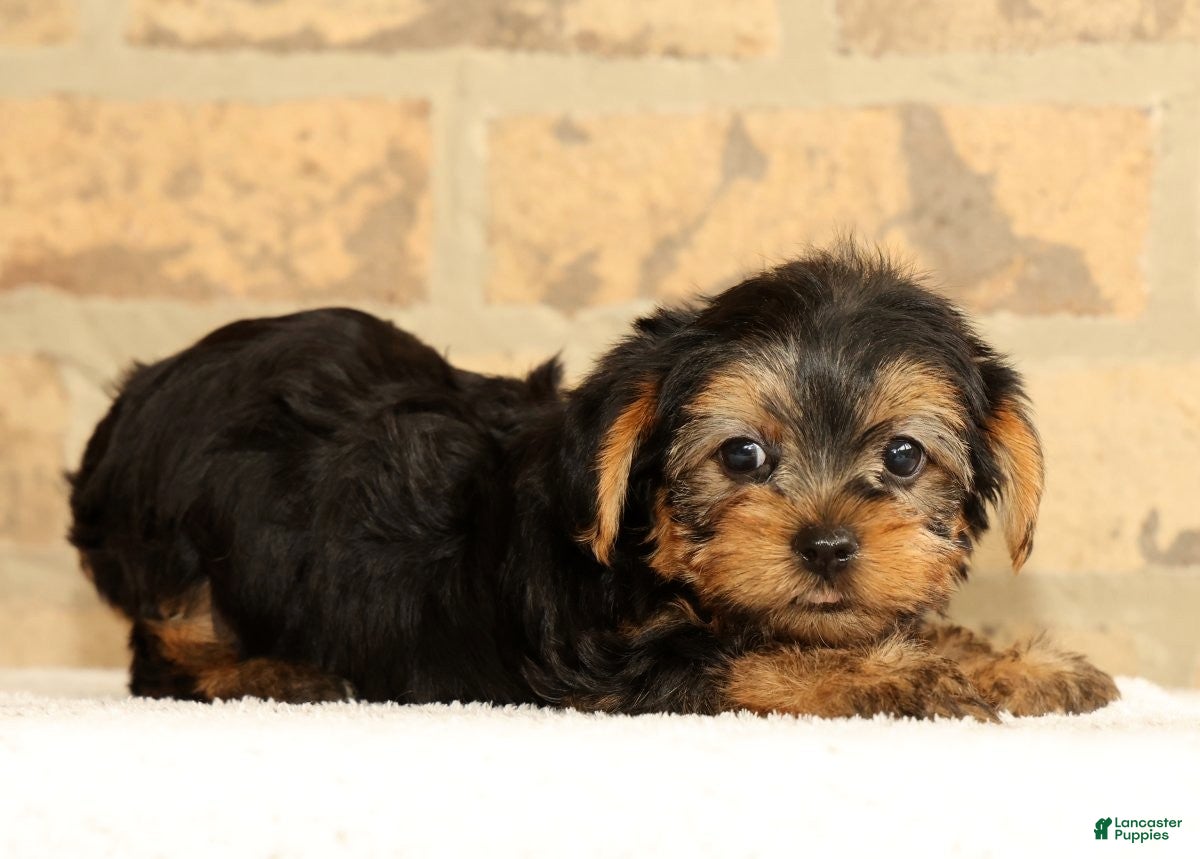 Yorkshire Terrier dogs Addy - Ad 2