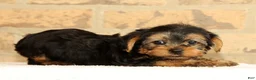 Yorkshire Terrier dogs for sale: Addy - Ad 2