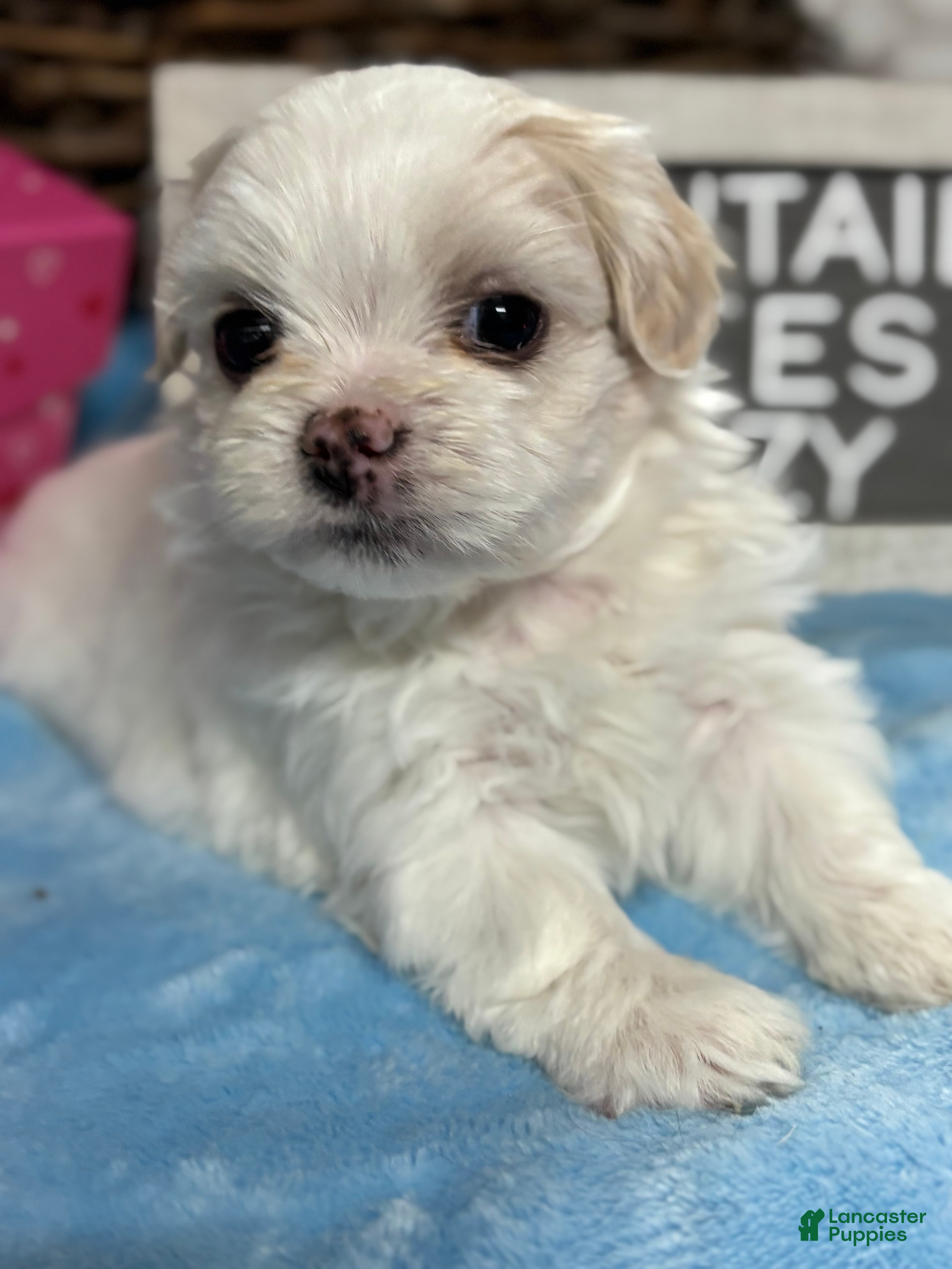 Maltipoo dogs Tiny little OZZIE - Ad 6