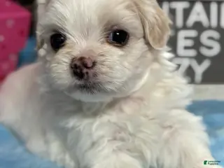 Maltipoo dogs Tiny little OZZIE - Ad 6