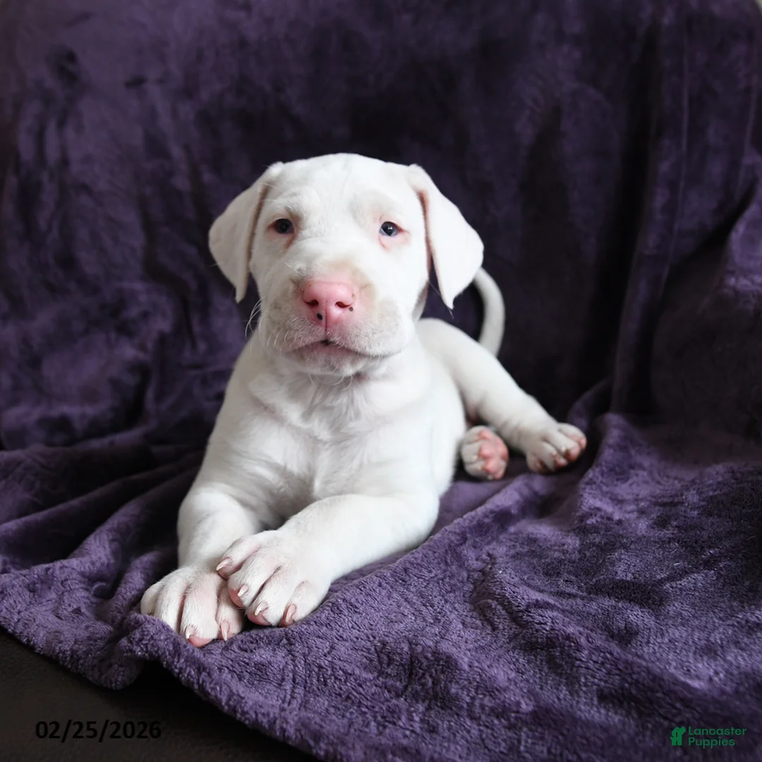 Great Dane dogs for sale: Luna - Ad 4