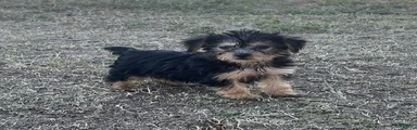 Yorkiepoo 4 /#1171
