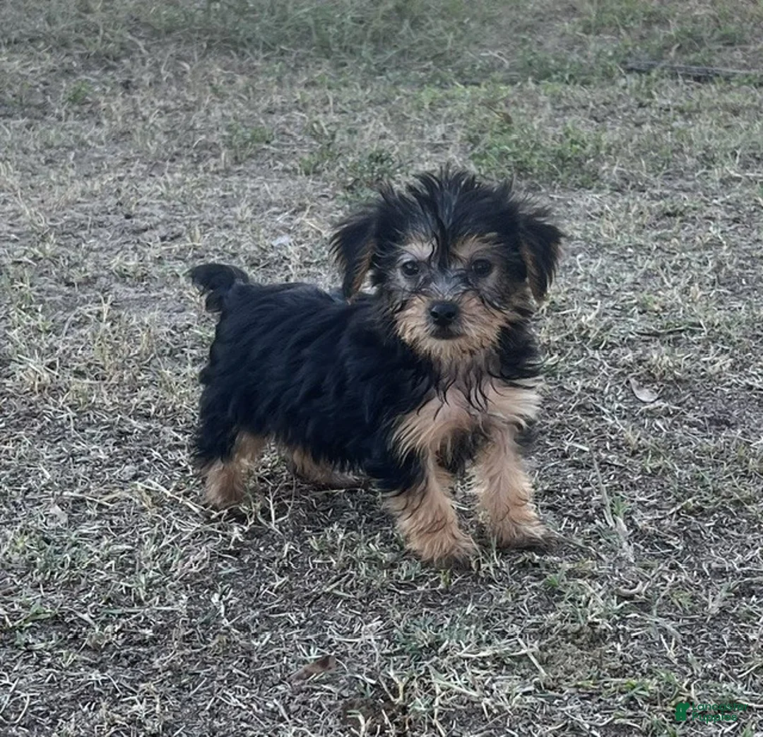 Yorkiepoo dogs for sale: Yorkiepoo 4 /#1171 - Ad 1