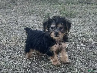 Yorkiepoo dogs Yorkiepoo 4 /#1171 - Ad 2