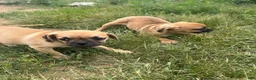 Puggle dogs for sale: Turbo  - Ad 3