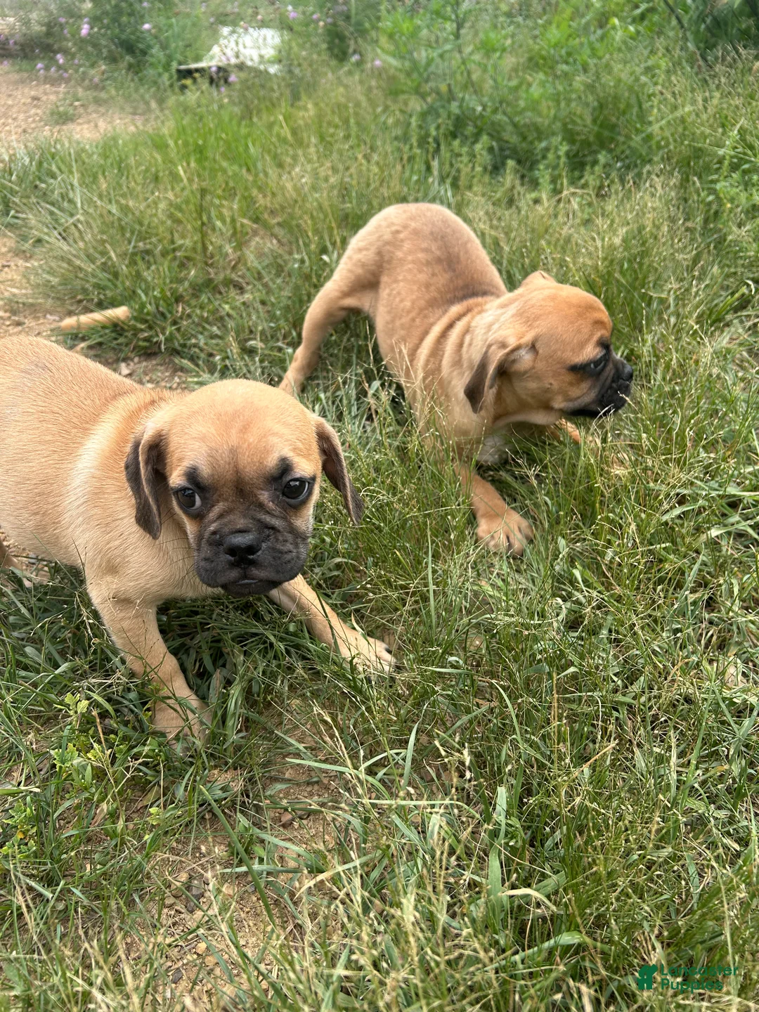 Puggle dogs for sale: Turbo  - Ad 3