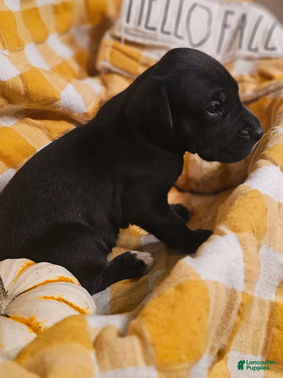 Great Dane dogs for sale: Espresso - Ad 7