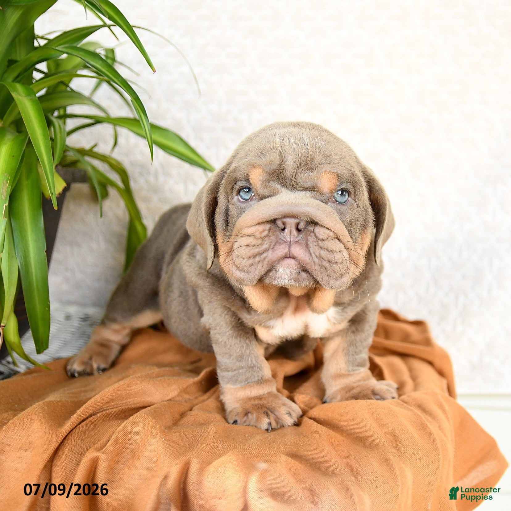 English Bulldog dogs Raymond - Ad 2