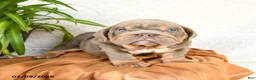 English Bulldog dogs for sale: Raymond - Ad 2