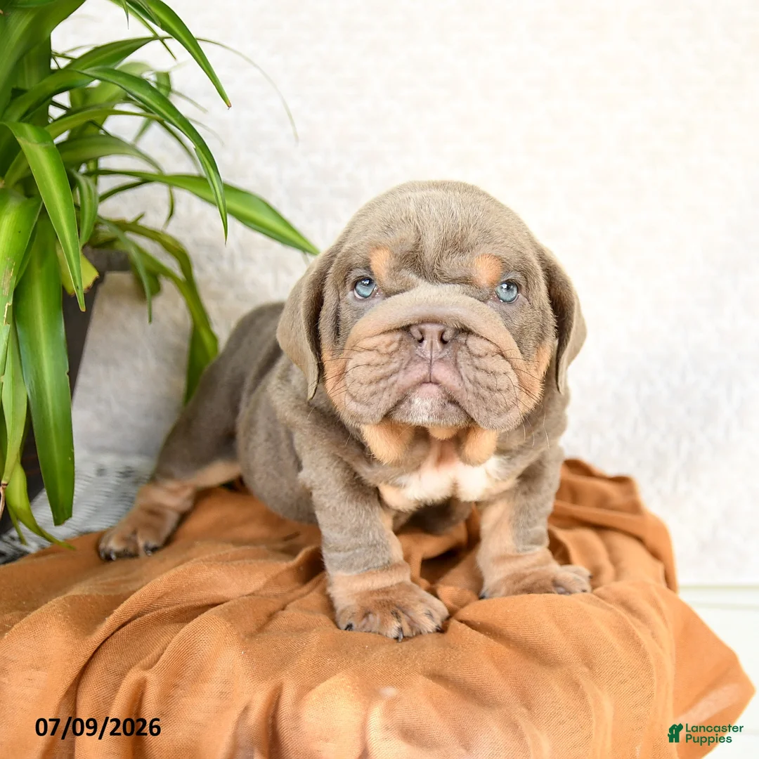 English Bulldog dogs for sale: Raymond - Ad 2