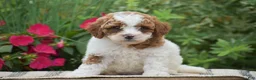 Miniature Poodle dogs for sale: Lola - Ad 9