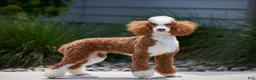 Mini Bernedoodle dogs for sale: Ozzy - Ad 6
