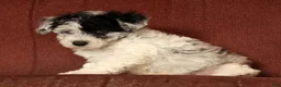 Havapoo dogs for sale: Banjo - Ad 2