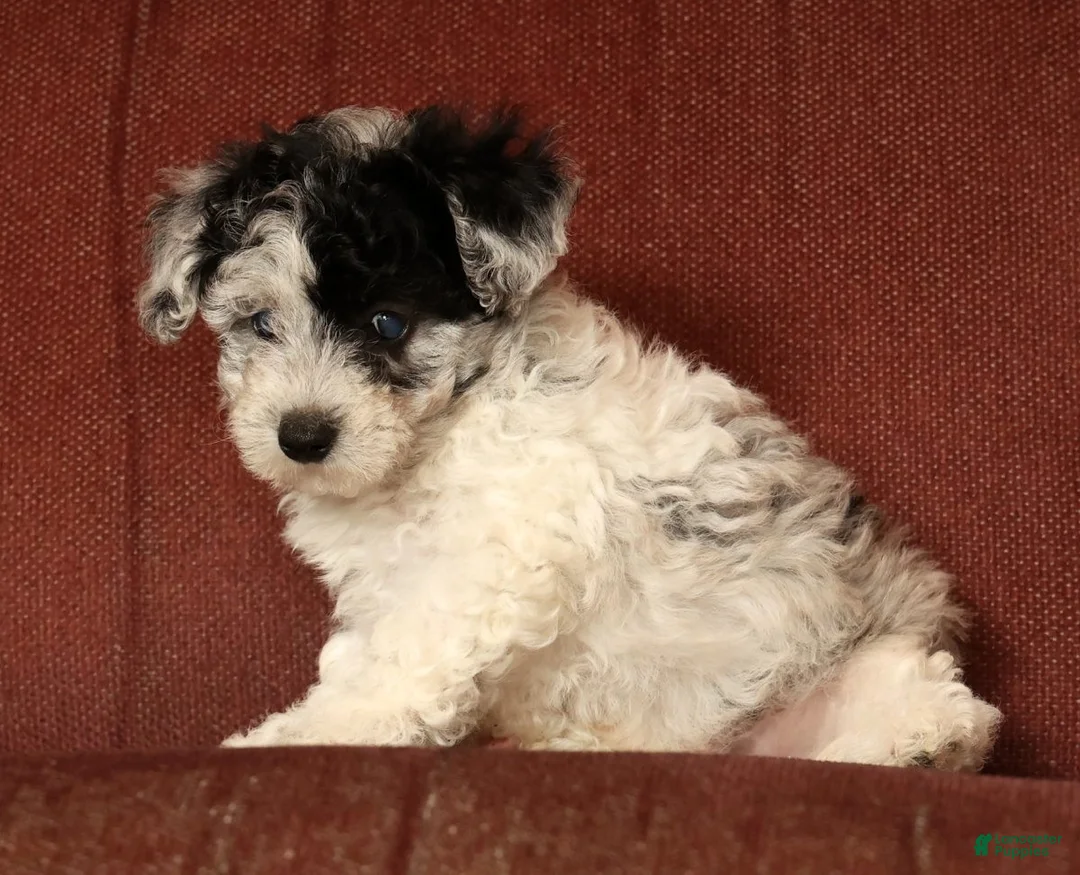 Havapoo dogs for sale: Banjo - Ad 2