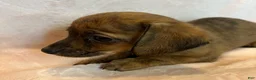 Chiweenie dogs for sale: Red brindle  - Ad 6