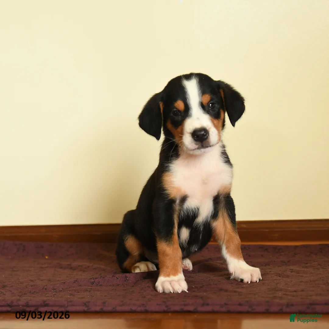 Greater Swiss Mountain Dog dogs for sale: Elisha - Ad 1