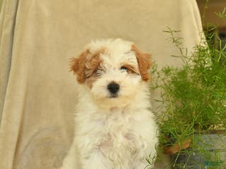 Havapoo dogs Laura - Ad 9