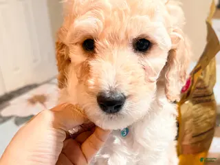 Standard Poodle dogs Standard Poodle Puppy 3 - Ad 13