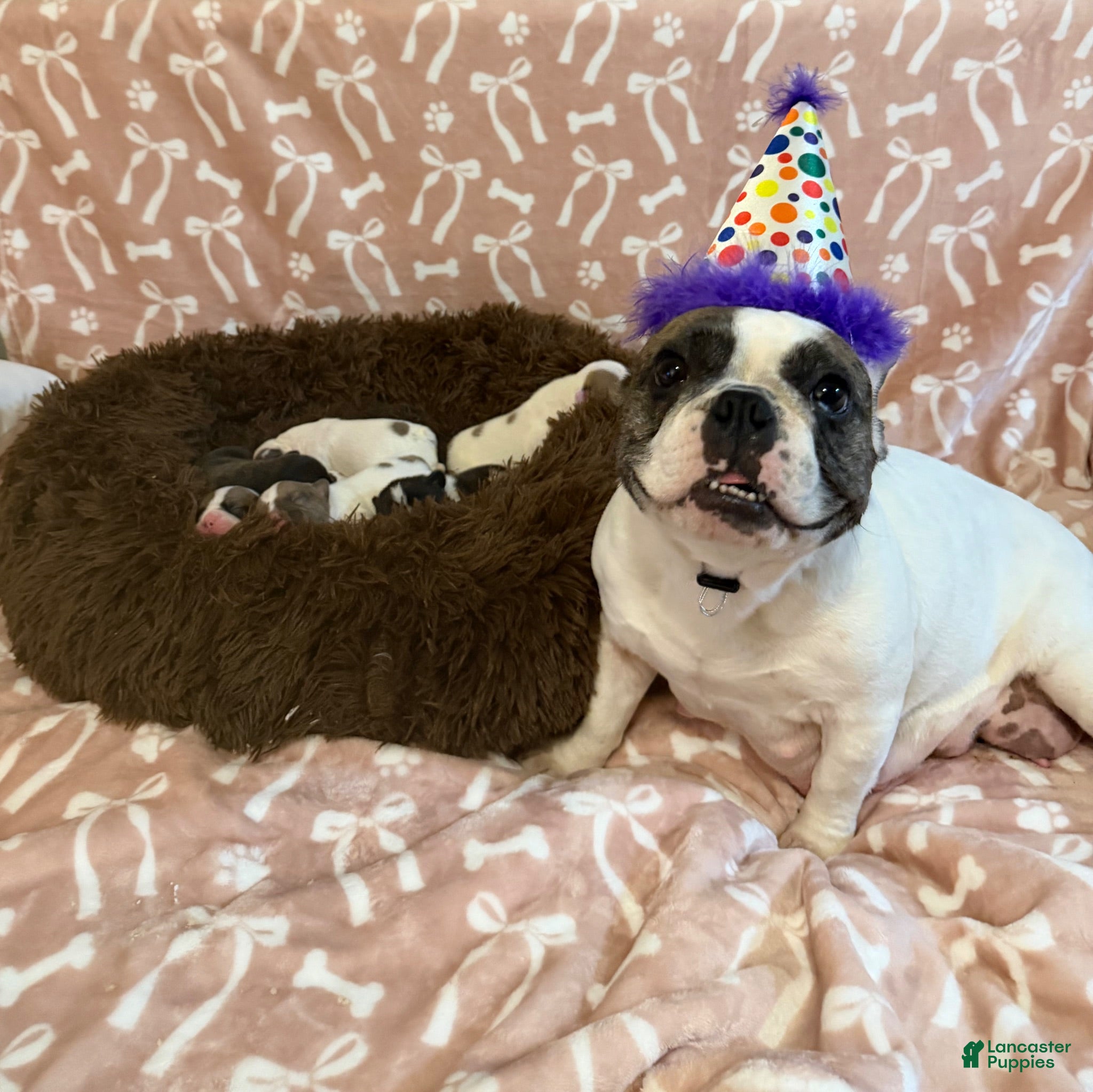 French Bulldog dogs French Bulldog 2 - Ad 2