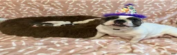 French Bulldog dogs for sale: French Bulldog 3 - Ad 2