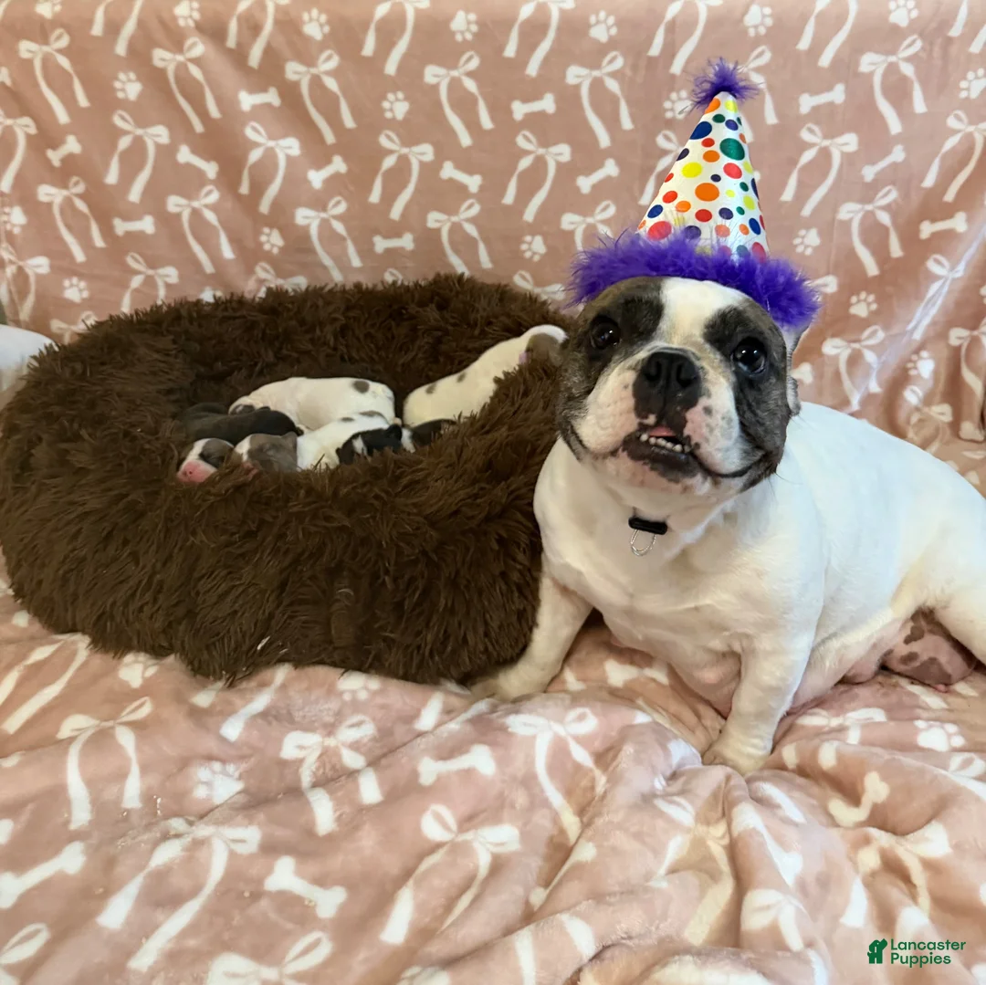 French Bulldog dogs for sale: French Bulldog 3 - Ad 2