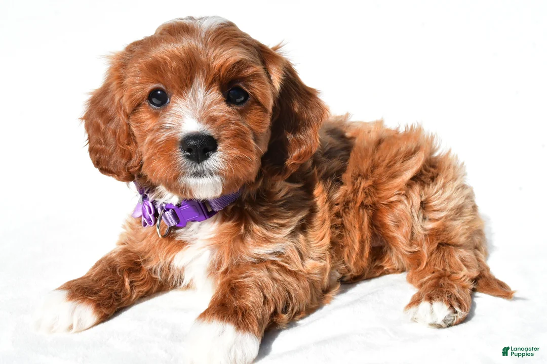 Cavapoo dogs for sale: Geneva - Ad 1