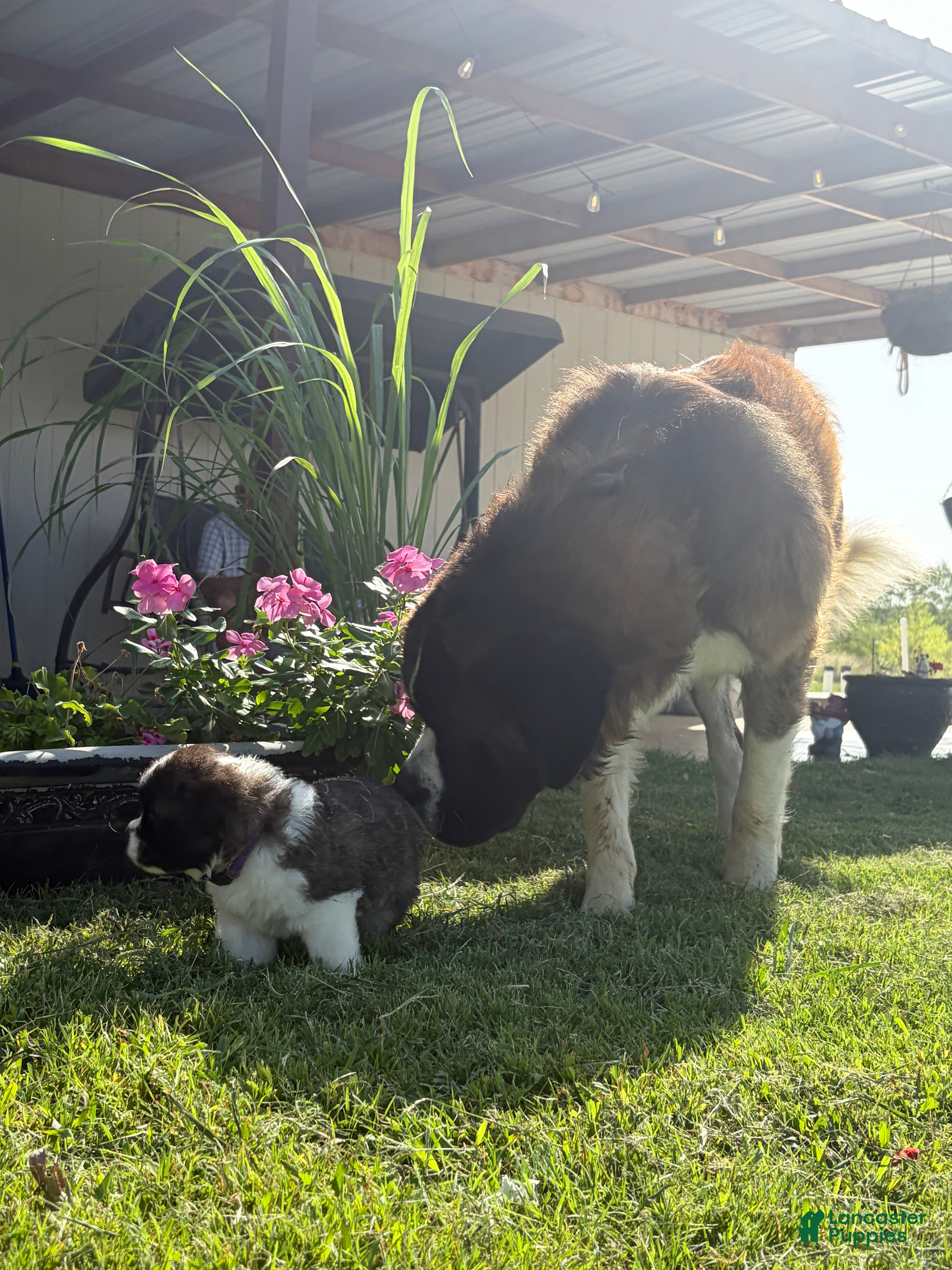 Saint Bernard dogs Akc Purple - Ad 15