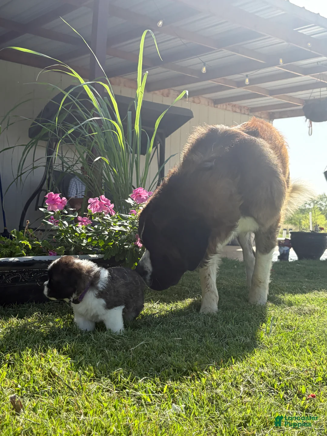 Saint Bernard dogs for sale: Akc Purple - Ad 1