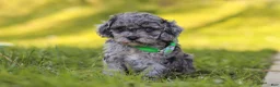 Miniature Poodle dogs for sale: Mason - Ad 6