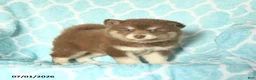 Pomsky dogs for sale: Honey - Ad 3