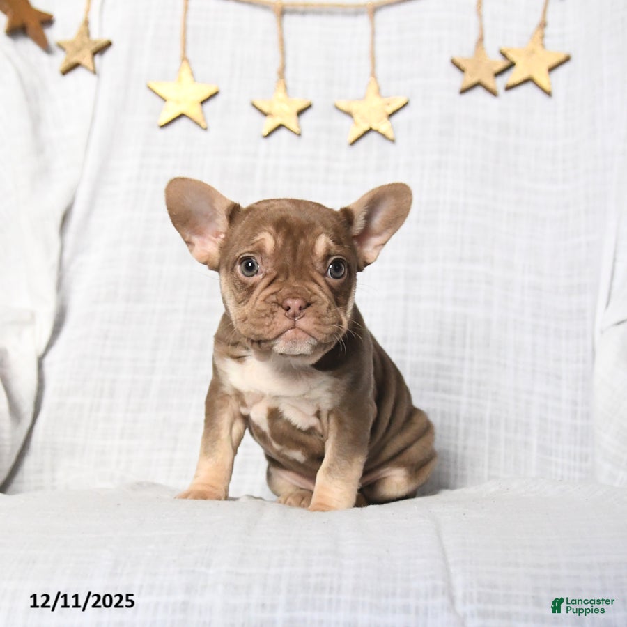 Frenchton dogs Jewel - Ad 25