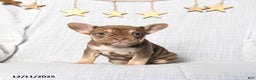 Frenchton dogs for sale: Jewel - Ad 1