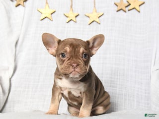 Frenchton dogs Jewel - Ad 10