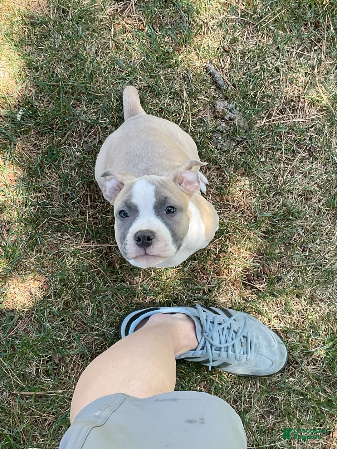 Mixed Breed dogs for sale: Staffshire terrier, American bully #6 - Ad 2