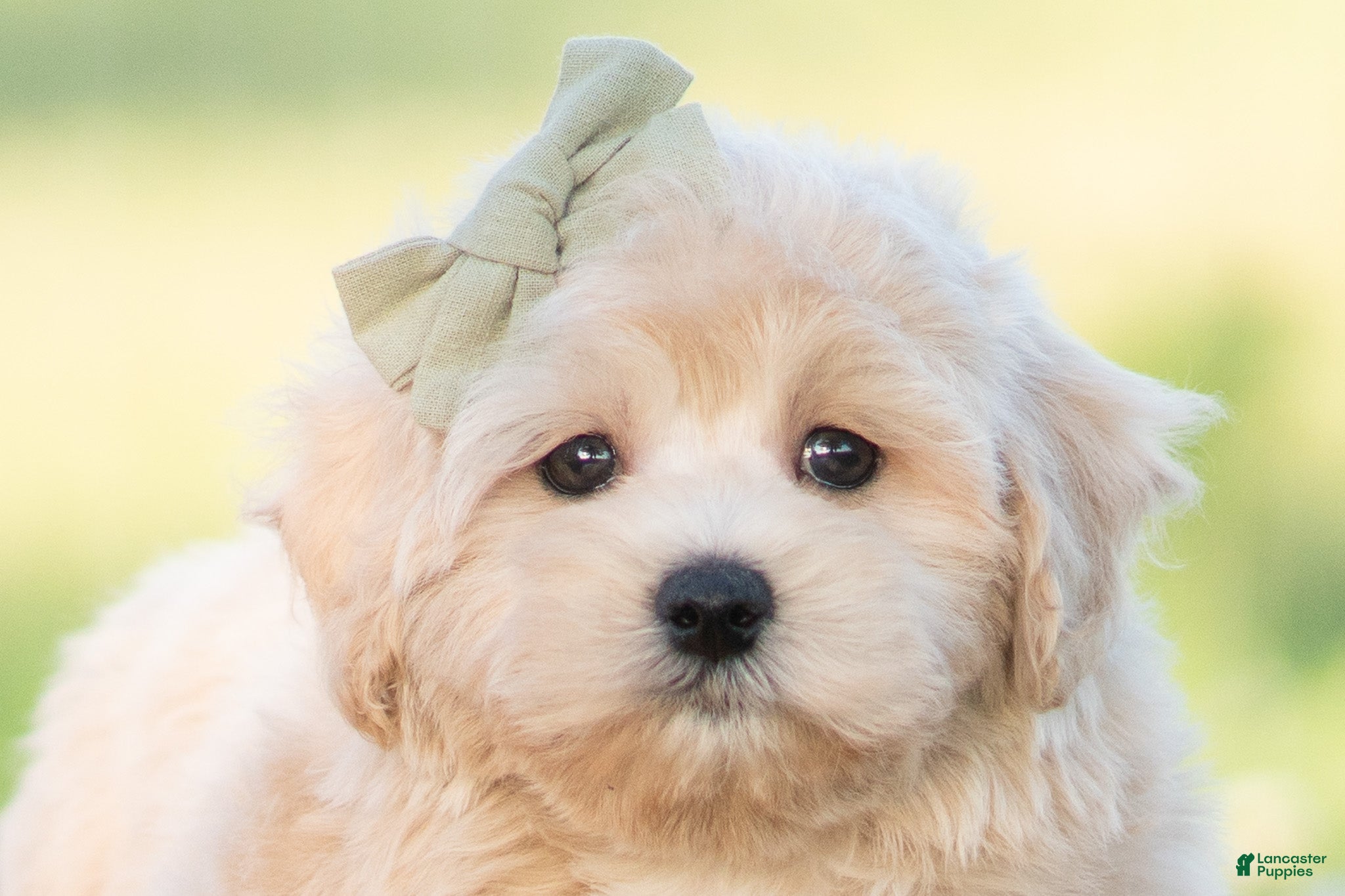 Maltipoo dogs banks - Ad 15