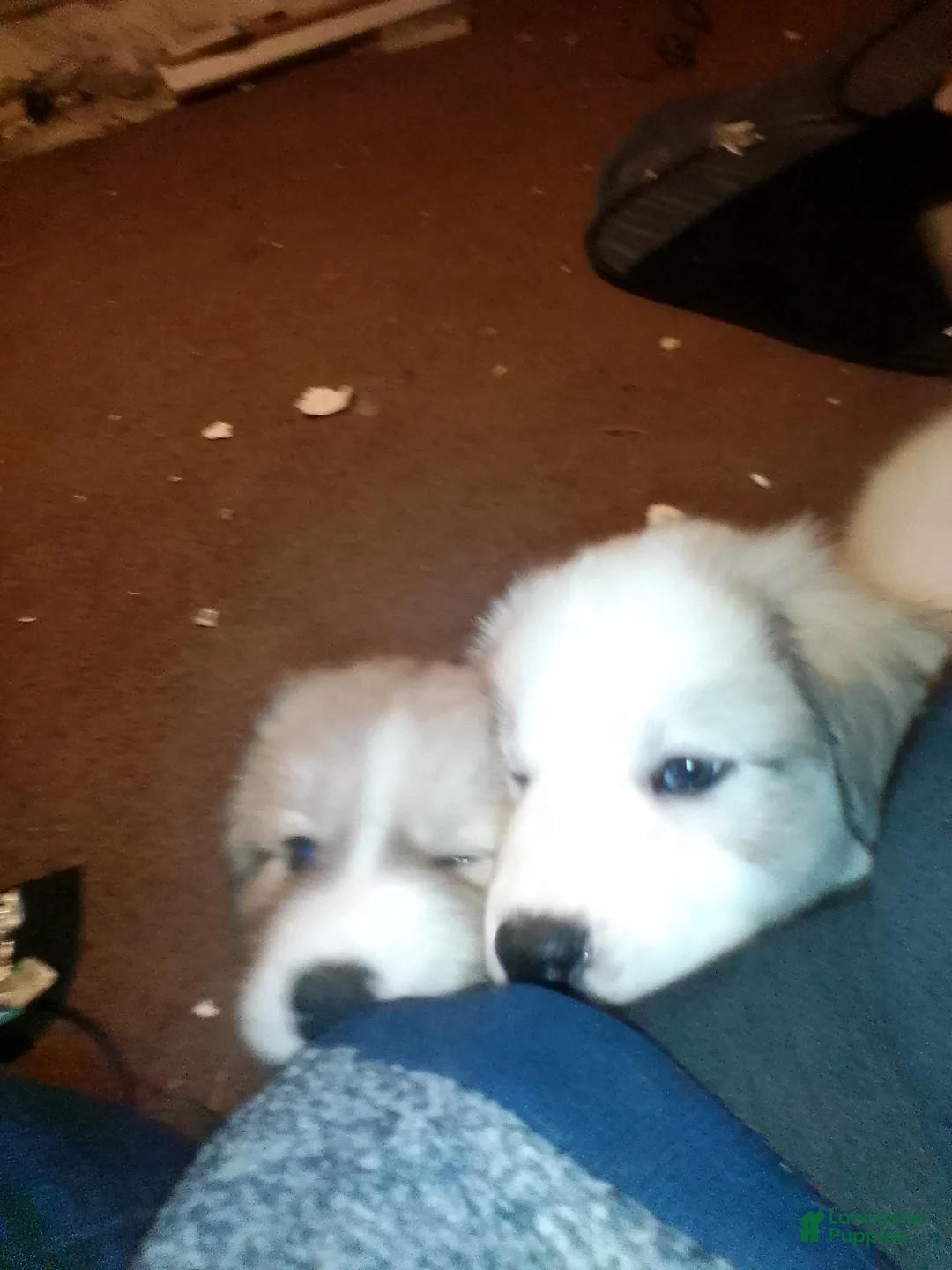 Mixed Breed dogs for sale: Chewy Boy  - Ad 6